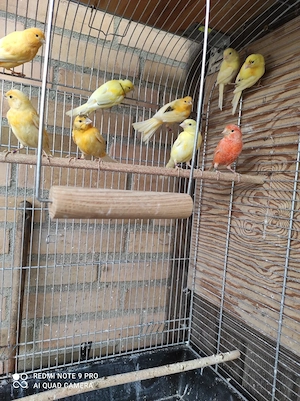 Kanarienvögel 