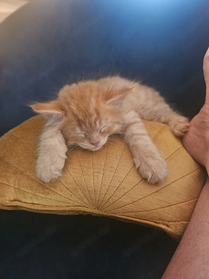 Perser- Ragdoll- Main-Coon- Mix Kitten ( rot: männlich) aus Familienaufzucht