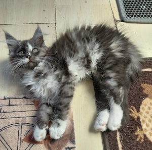 Main coon  Mädchen 