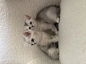 BKH-Kitten reinrassig 