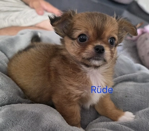 Chihuahua welpen 