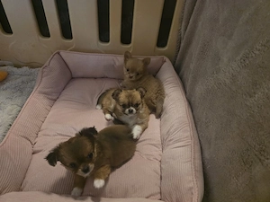 Chihuahua welpen 