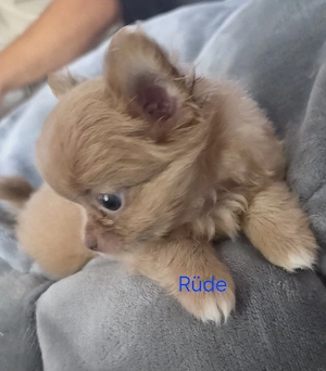 Chihuahua welpen 