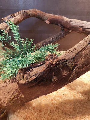 Boa constrictor Nachzucht 