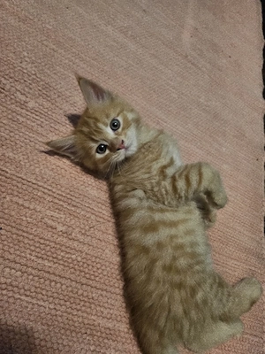 Perser- Ragdoll- Main-Coon- Mix Kitten ( rot: männlich) aus Familienaufzucht