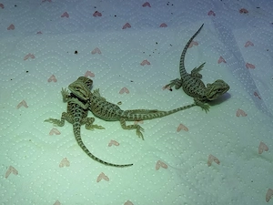 Bartagamen NZ Pogona Vitticeps