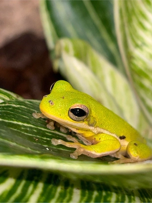 Karolina-Laubfrosch  Amerikanischer Laubfrosch. Hyla cinerea. Dryophytes cinereus