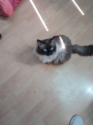 RegDoll Katze dringend zu verkaufen wegen Allergie!