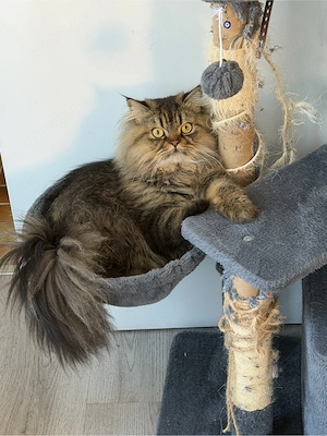 Deckkater Perser-Mix