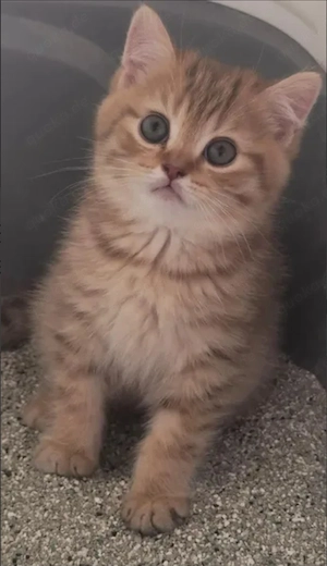 3 süße BKH-Kitten suchen ein liebevolles Zuhause
