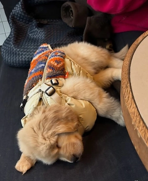    Wunderschöne reinrassige Golden Retriever Welpen   Gesund, liebevoll und bereit für ihr neues Zuh