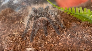 Curly Hair Vogelspinne (Tliltocatl albopilosus "Nicaragua") mit CITES Papier - Männchen 