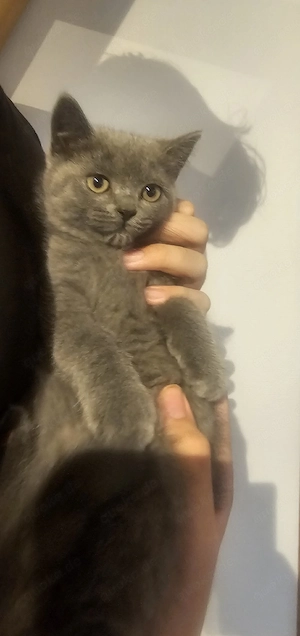 BKH Katerchen (abgabebereit) 