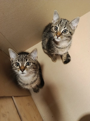 BKH mix Kitten männlich & weiblich 