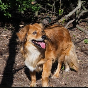 Kleiner Hund zu verkaufen 