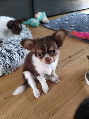 langhaarige reinrassige Chihuahua Welpen 