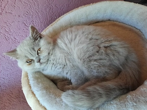 Bkh Mädchen in lilac abgabebereit 