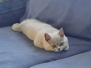 Bkh Mädchen in lilac abgabebereit 