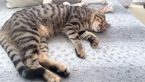 Junge verschmuste Kater suchen liebevolles Zuhause