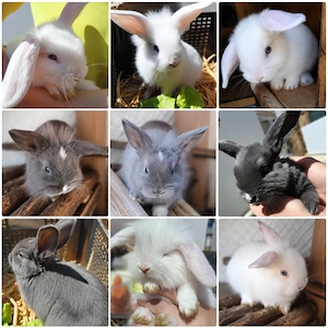 Zwergwiddermix Babys - ab August dürfen wir ausziehen!
