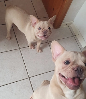 Französische Bulldoggen Welpen 