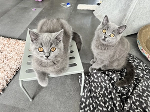 Britisch Kurzhaar Kater Geschwister bkh