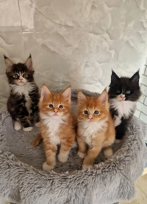 Maine coon kitten 