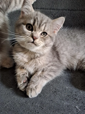 BKH Perser Kitten(Junge) 