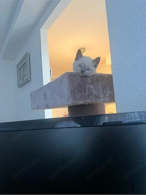 6 wunderschöne kitten BKH mix siam und blue point ( mit jedem impfpass )
