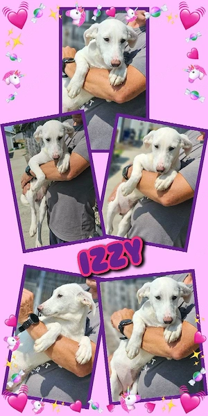 wunderschönes Welpenmädchen "Izzy" sucht ein liebevolles Zuhause