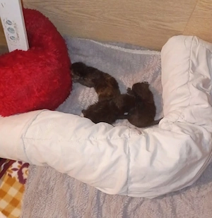 Zwei kitten suchen liebevolles zuhause 