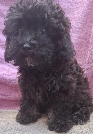 Maltipoo-Welpen dürfen ausziehen
