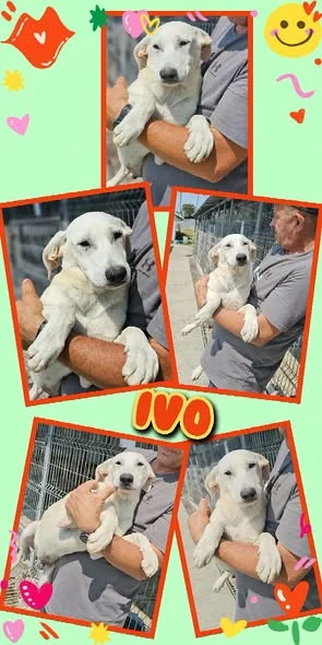 bildschöner Welpenjunge "Ivo" sucht ein liebevolles Zuhause
