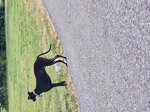 Galgo-Geyhound  Rüde