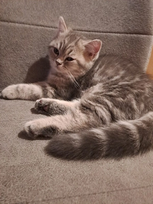 BKH Perser Kitten(Junge)