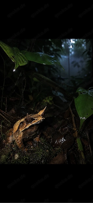 Megophrys nasuta