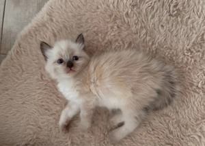 Heilige Birma Main coon kitten geimpft gechipt