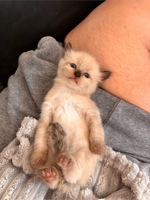 main coon Heilige birma mix kitten geimpft und gechipt 