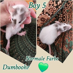 Super zahme Ratten Babys verkuschelt und neugierig 