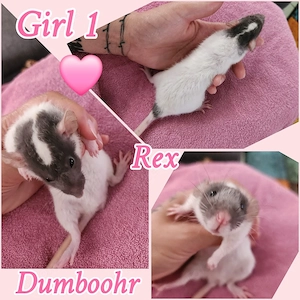 Sehr süße Ratten Babys zur Abgabe bereit super zahm und lieb