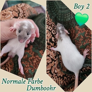 Wunderschöne Ratten Babys super zahm und kinderlieb 