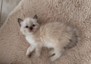 Maine Coon Heilige Birma Mix Kitten geimpft und gechipt