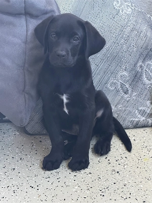 Labrador rüde
