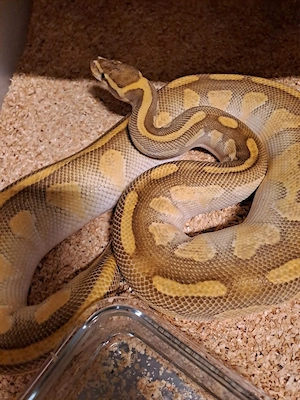 0.1 Butter Enchi Königspython
