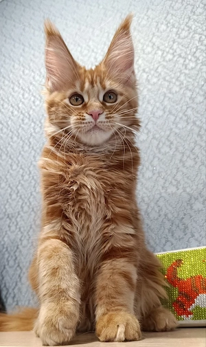 Zwei verschmuste Maine-Coon-Geschwisterkätzchen