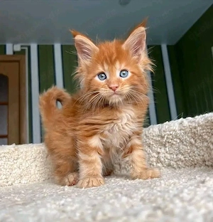 Reinrassige Maine-Coon-Kätzchen (männlich und weiblich) für die Wohnungshaltung