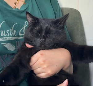 7 Monate alter Kater