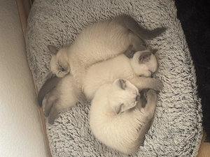  4 süße BKH Kitten (weiblich) suchen ein liebevolles Zuhause 