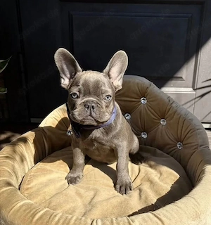 Französische Bulldogge Rüde