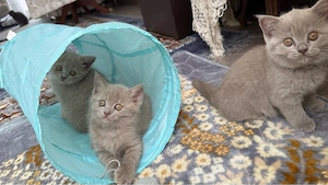 5 reinrassige Britisch Kurzhaar (BKH) Kitten suchen ein liebevolles Zuhause   